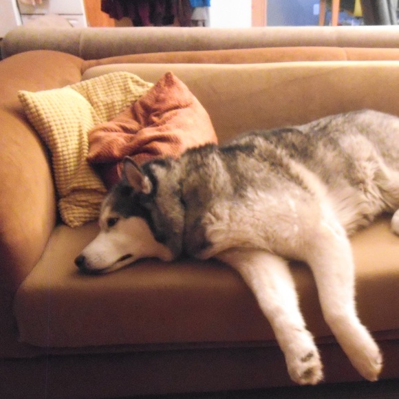 Meet your Posher, Suzanne - Picture 1 of 3